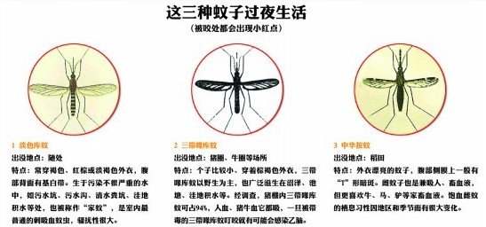 圖示青島常見(jiàn)7種蚊子 早五晚六吸血最猛