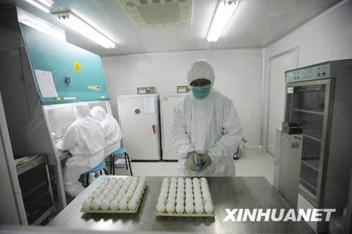 6月8日，科研人員在進(jìn)行毒株種子批的制備工作。新華社記者 邢廣利 攝