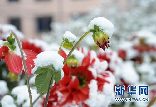 哈爾濱、大慶降下今年入冬以來第一場雪
