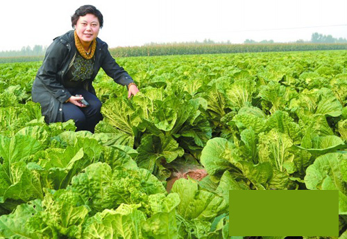 青島女老板當(dāng)開(kāi)心農(nóng)場(chǎng)主年入20萬(wàn)