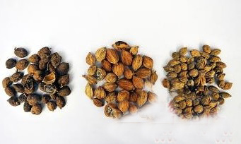 在藥店購(gòu)買的砂仁(左)和在超市購(gòu)買的明顯不同