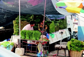 韭菜生蛆蟲(chóng)用農(nóng)藥灌根 水洗浸泡難消毒