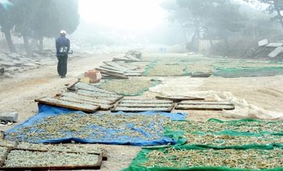 小麥島黑窩點(diǎn)曬魚(yú)任腳踩 渾水煮腐臭魚(yú)賣給飯館