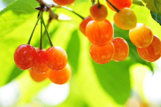 城陽(yáng)夏莊櫻桃節(jié)開幕 每位30元無(wú)限量采摘