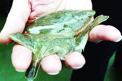 青島161萬(wàn)小魚軍團(tuán)放流大海