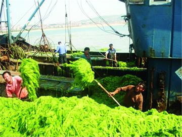 攔截網(wǎng)“阻擊”滸苔難靠前海沿 攔截網(wǎng)“阻擊”滸苔難靠前海沿