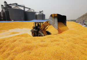 來自四面八方的“玉米兄弟”匯聚到西王集團(tuán)倉儲基地，等待著發(fā)揮自己的價值。