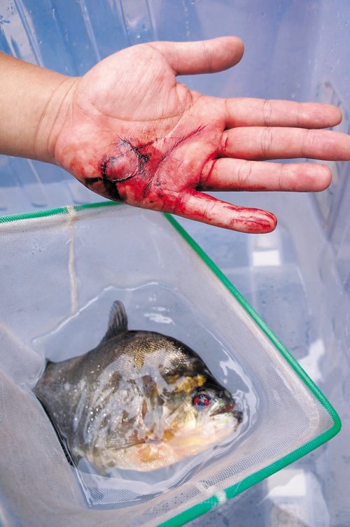 　食人魚將張先生的手咬傷。本報記者 卿要林攝