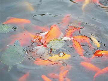 危險(xiǎn)巴西龜入侵青島 群龜啃食小魚(yú)觸目驚心