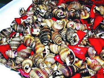 海瓜子或?qū)俳晨椉y螺 專(zhuān)家建議慎食