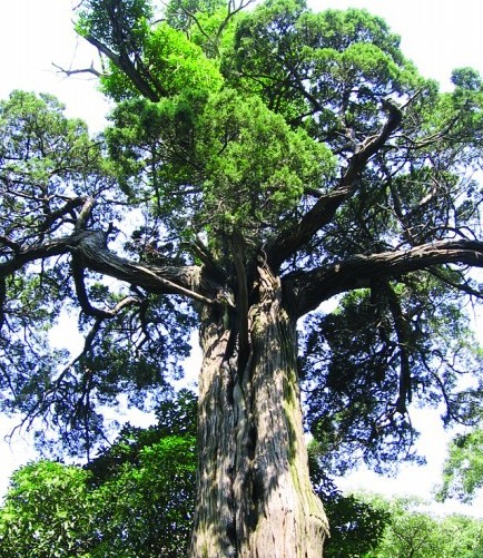 青島最老樹穿越時(shí)空:漢朝所栽看盡興衰 扎根太清宮