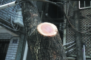 王保生帶人動手砍伐4棵降香黃檀樹。（曹景榮攝）