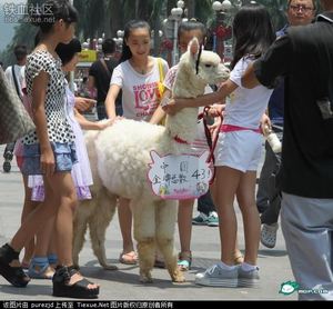 白富美開(kāi)豪車(chē)帶草泥馬逛街被圍觀 奧運(yùn)金牌躺槍
