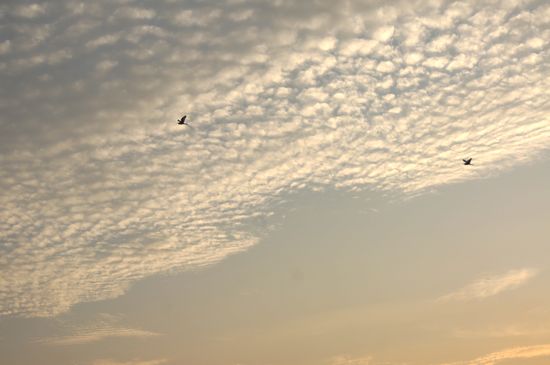 探秘青島大河?xùn)|神秘濕地:芳草叢生水鳥飛翔時(shí)光寂然