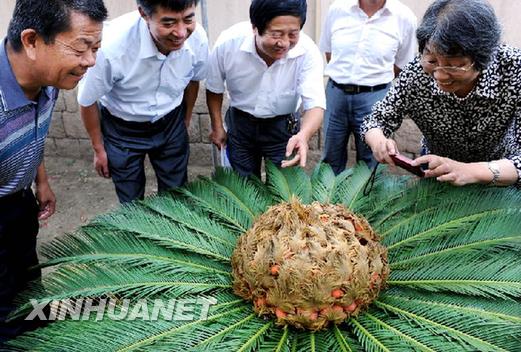 青島一鐵樹開花結(jié)滿果實