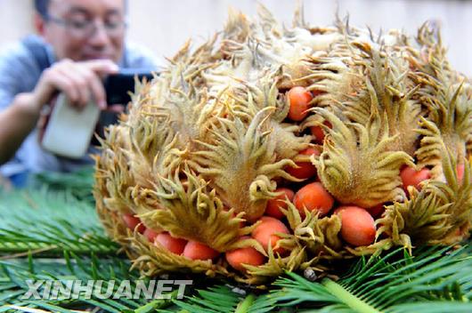青島一鐵樹開花結(jié)滿果實(shí)