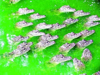 南京鱷魚(yú)集體“曬太陽(yáng)”引恐慌