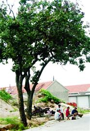 青島世外桃源:深山小村家家夜不閉戶(hù)