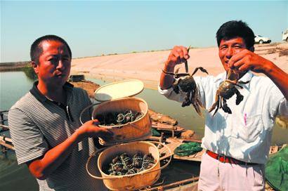 即墨膠州大閘蟹銷售遇冷 與陽(yáng)澄湖同一品種