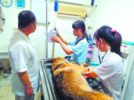 8月11日，搶救中的警犬“雷鳴”