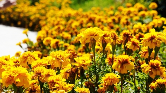 世園會內(nèi)景曝光:繁花似錦 鳥鳴婉轉