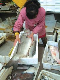 20斤鱸魚(yú)受追捧 十年前過(guò)百斤才算大魚(yú)