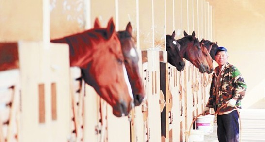 姜山濕地堪稱青島最美濕地 百鳥逐日駿馬奔馳