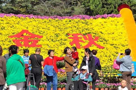 青島中山公園30萬盆菊花爭奇斗艷