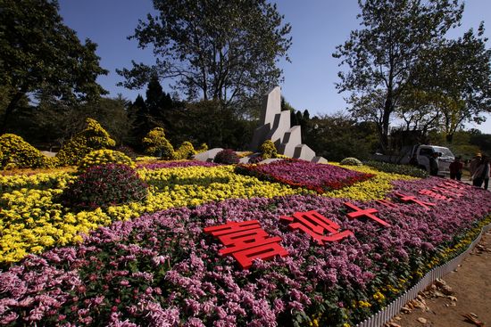 青島中山公園30萬(wàn)盆菊花爭(zhēng)奇斗艷