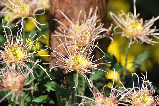 青島中山公園30萬盆菊花爭(zhēng)奇斗艷