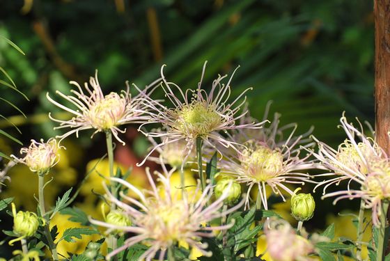 青島中山公園30萬(wàn)盆菊花爭(zhēng)奇斗艷