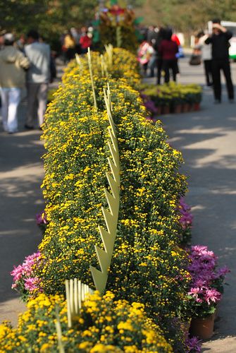 青島中山公園30萬盆菊花爭(zhēng)奇斗艷