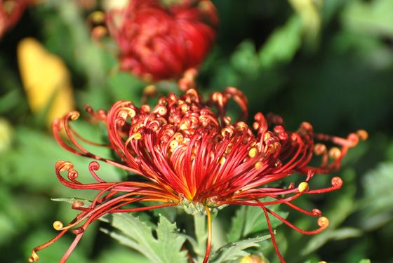 青島中山公園30萬(wàn)盆菊花爭(zhēng)奇斗艷