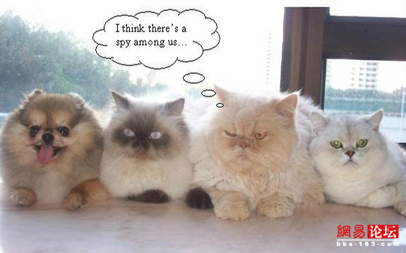 能笑一整天的趣圖