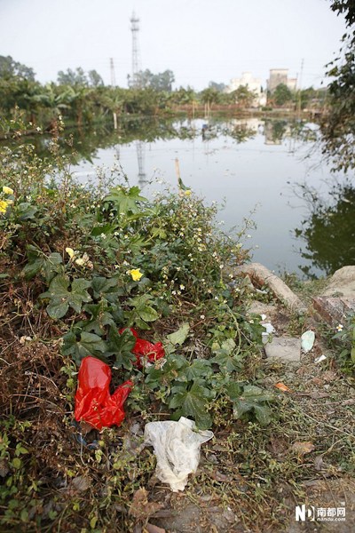村莊魚塘被投毒死魚3萬(wàn)斤 水面遍布死魚