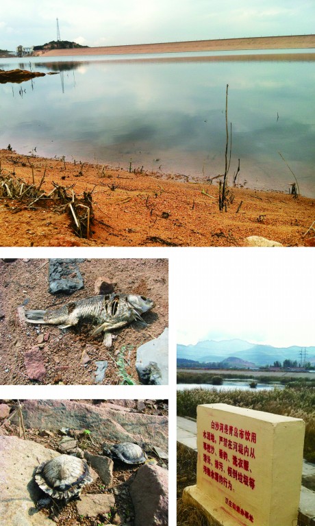 青島水庫蓄水偏少魚龜死亡 嶗山部分社區(qū)已限時(shí)供水