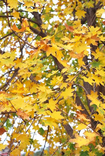 八大關葉色醉人:數(shù)樹深紅出淺黃