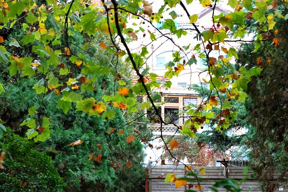 八大關葉色醉人:數(shù)樹深紅出淺黃
