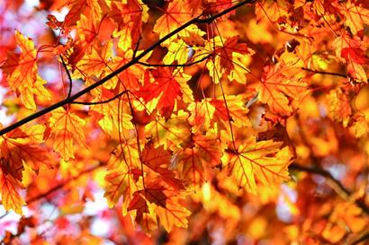 青島正是賞秋好時(shí)節(jié):山明水凈夜來(lái)霜 數(shù)樹深紅出淺黃