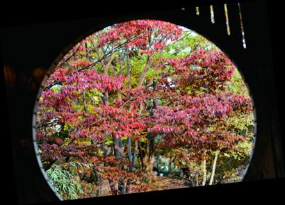 青島正是賞秋好時節(jié):山明水凈夜來霜 數(shù)樹深紅出淺黃 青島正是賞秋好時節(jié):山明水凈夜來霜 數(shù)樹深紅出淺黃