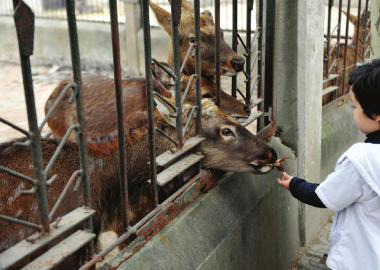 11月2日，成都市動(dòng)物園里，一名游客喂養(yǎng)鹿群。