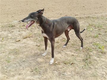 青島主人嫌獵犬太笨賣掉 見經訓練長本事又偷回來