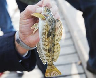 青島市民前海趕秋釣 偏口魚(yú)黃魚(yú)肉肥體大