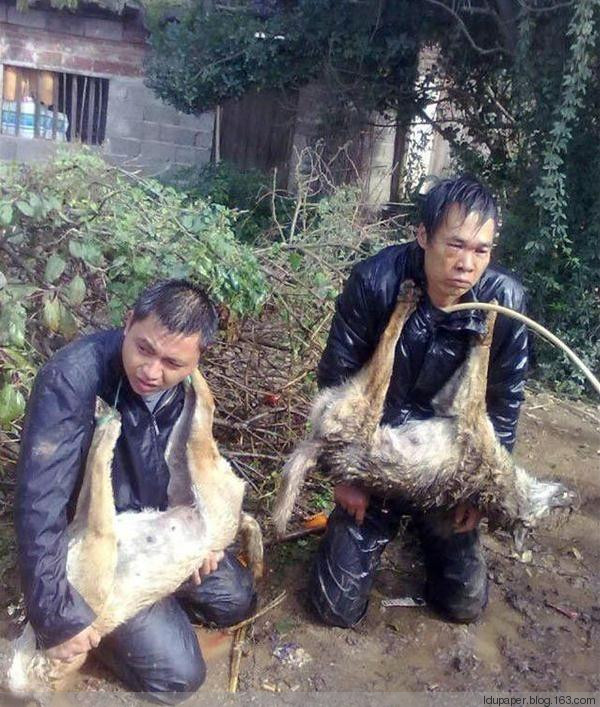 在農村偷狗被抓到就是這下場！
