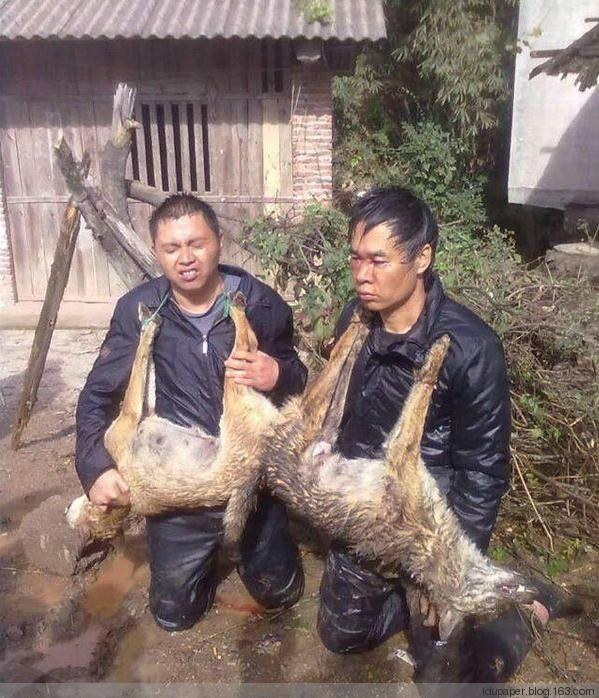 在農(nóng)村偷狗被抓到就是這下場！