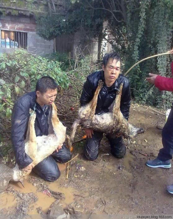在農(nóng)村偷狗被抓到就是這下場(chǎng)！
