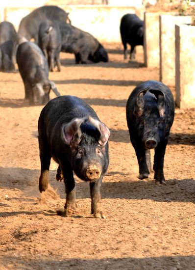 解密里岔黑豬生意經(jīng):不想賺錢錢會(huì)源源而來(lái)