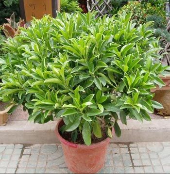 凈化空氣綠植盤點(diǎn)