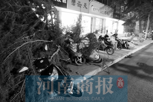 樹被大風(fēng)吹倒，砸了路邊的車
