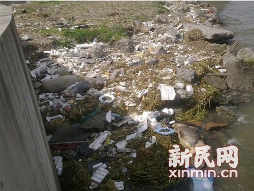 在橫潦涇河堤上，死豬橫七豎八躺著。新民網(wǎng)記者卜春艷 現(xiàn)場(chǎng)回傳